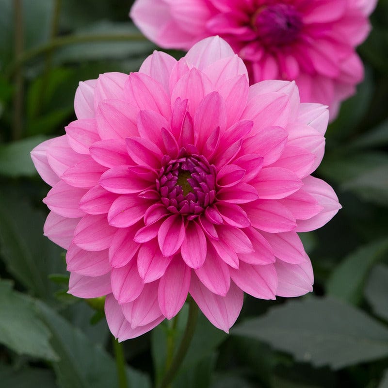 3 x 9cm Plants Dahlia Maxi Mendoza Flower Plants