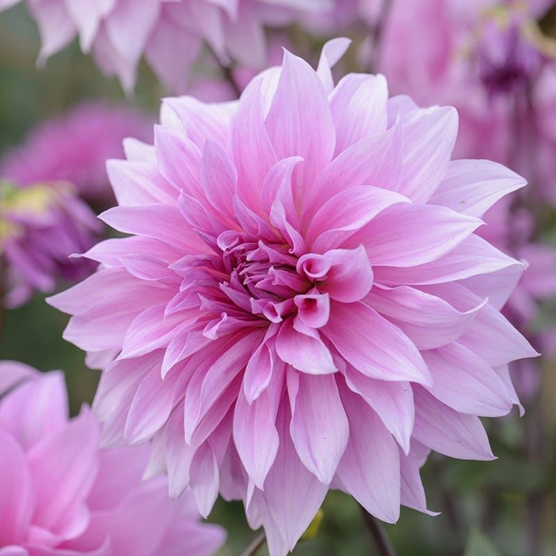 Dahlia Babylon Lilac Tubers