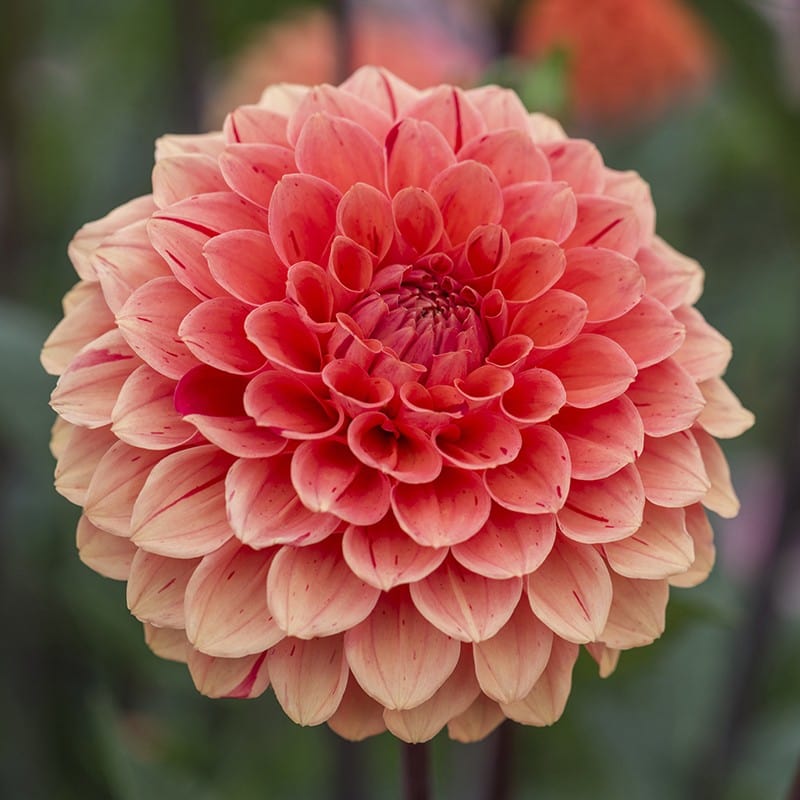 Dahlia Orange Cap Tubers