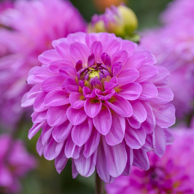 Dahlia (Decorative) Sweet Lady Plants