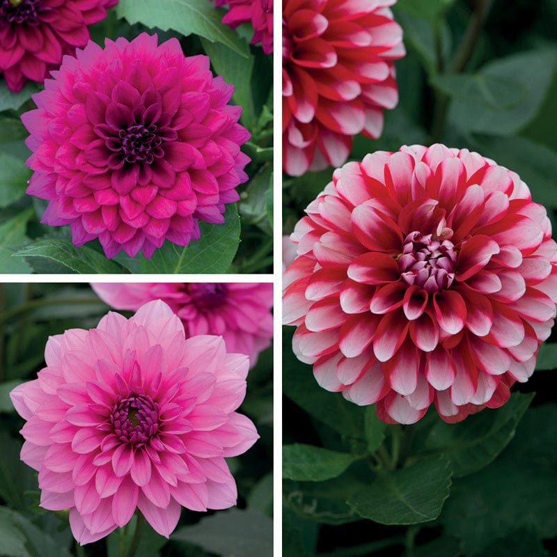 15 Young Plants, 5 of each Dahlia Maxi Flower Plant Collection