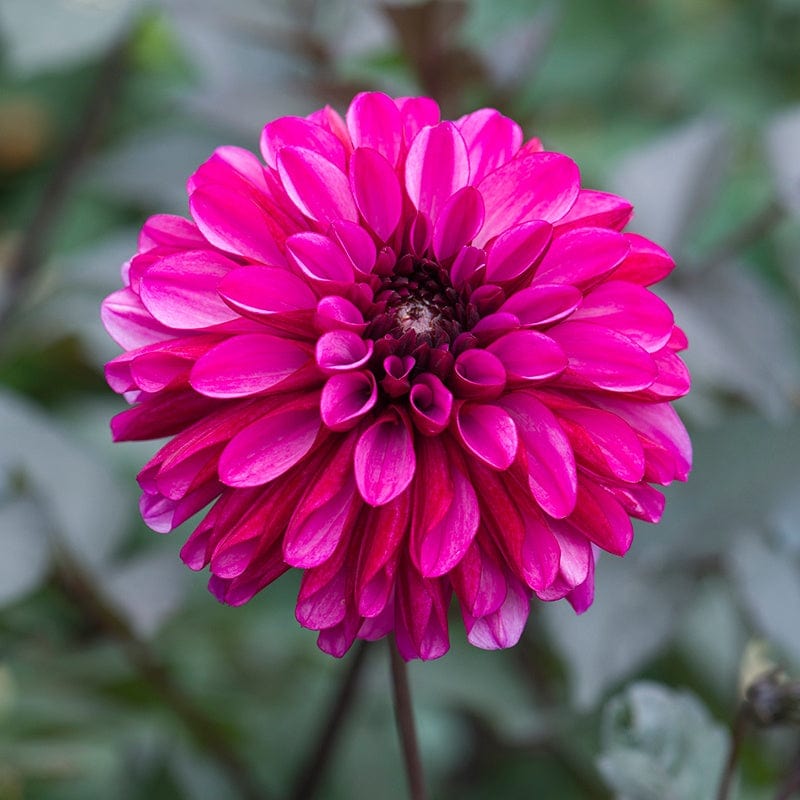 Dahlia Profundo Tubers