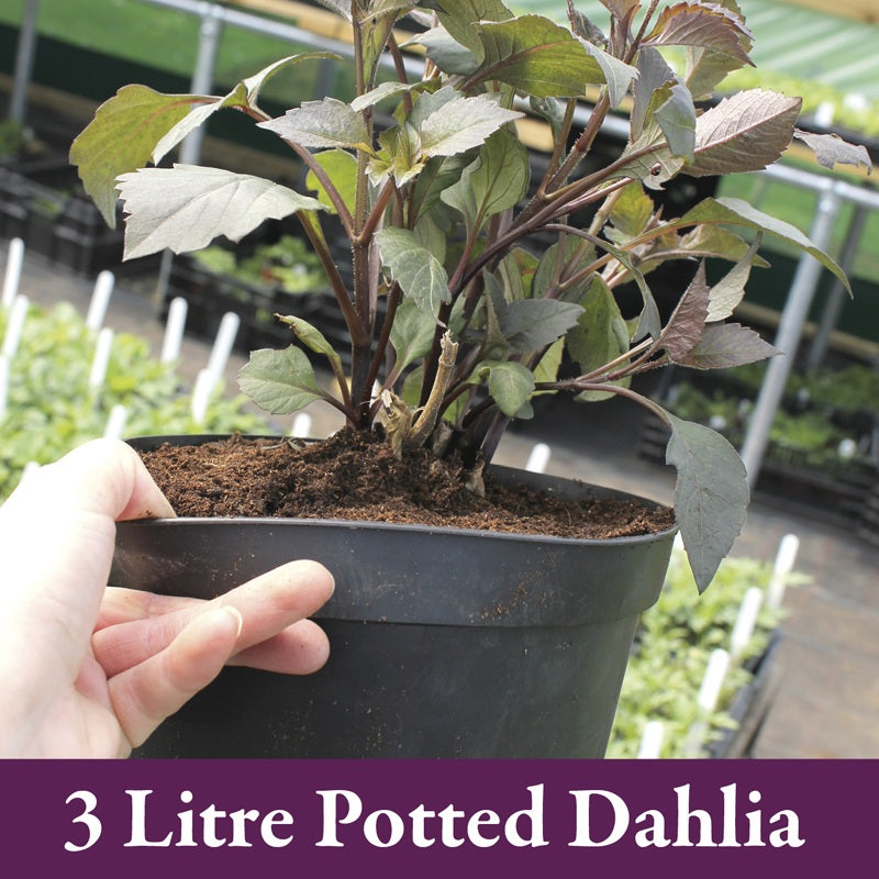 Hand holding a 3 litre potted dahlia plant in a greenhouse setting