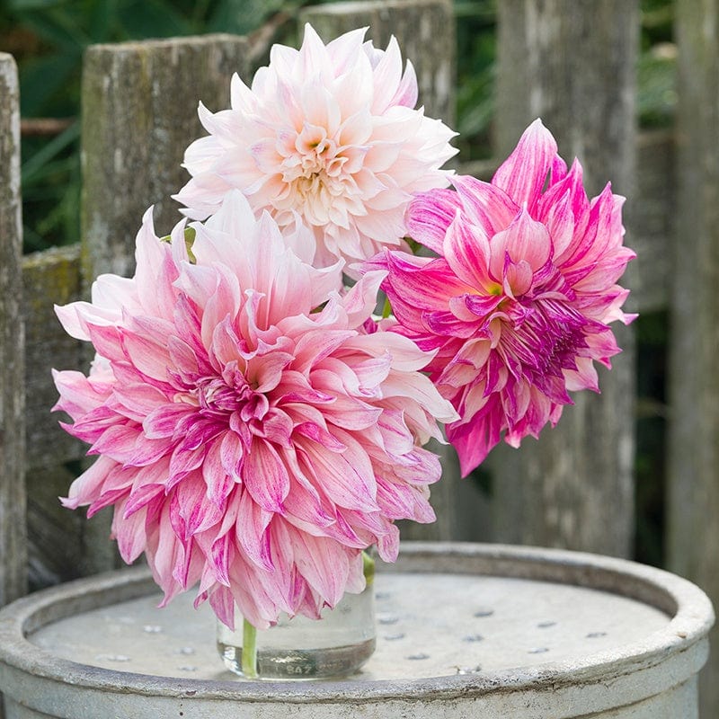 Dahlia Cafe Au Lait Royal Flower Plants