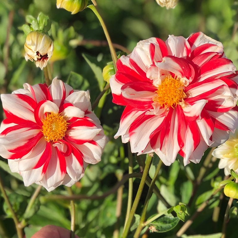 Dahlia Fire and Ice Tuber