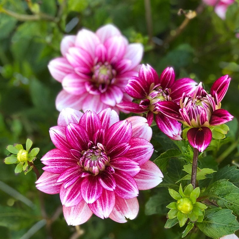 Dahlia Hemisphere 3 ltr Potted Flower Plant