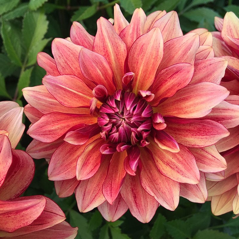 Dahlia Miss Brandy Flower Plant Tuber