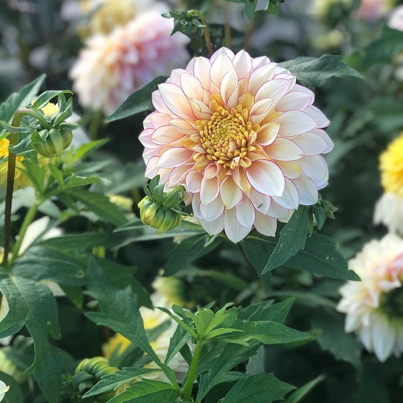 Dahlia Polka Tuber Flower Plant