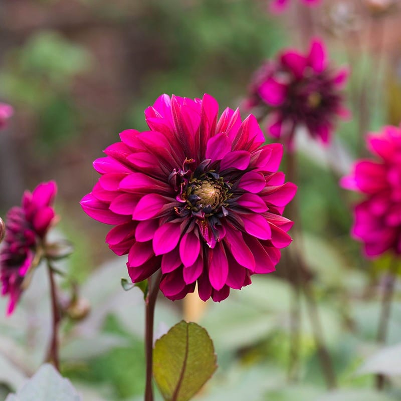 Dahlia Purple Haze Tubers