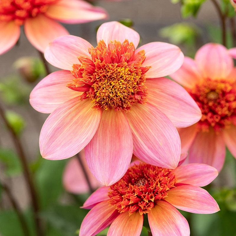 Dahlia Totally Tangerine Flower Plants