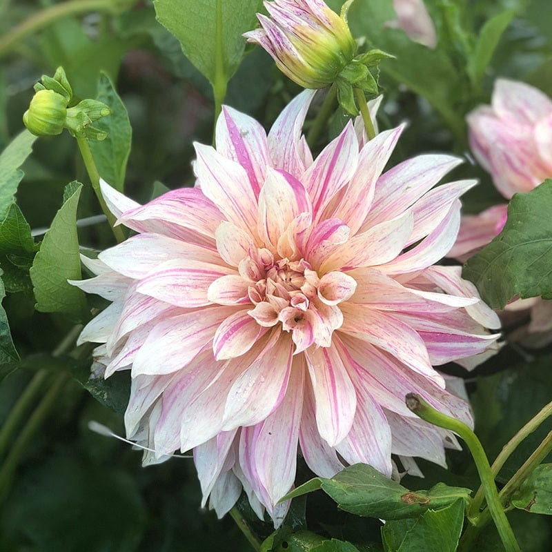 Dahlia Cafe Au Lait Twist 3ltr Potted Flower Plant