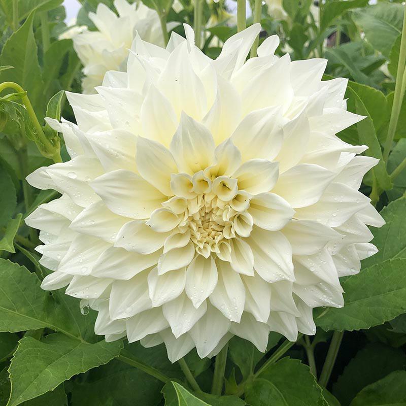 Dahlia Cafe au Lait Supreme Tubers