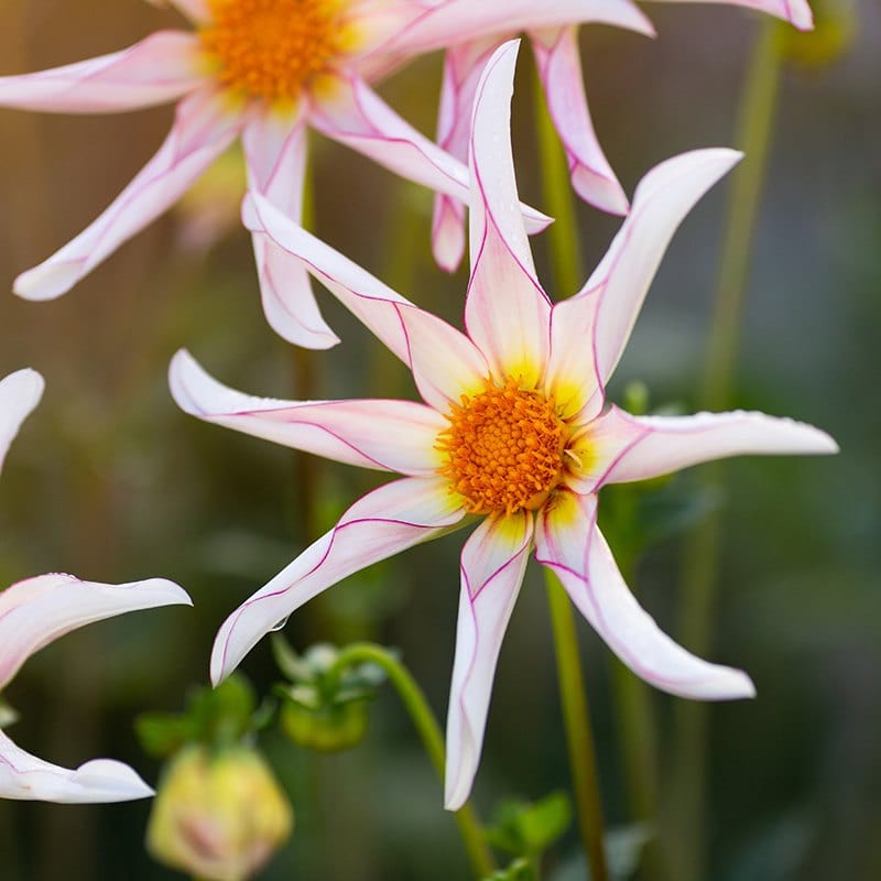 Dahlia Honka Fragile Tubers