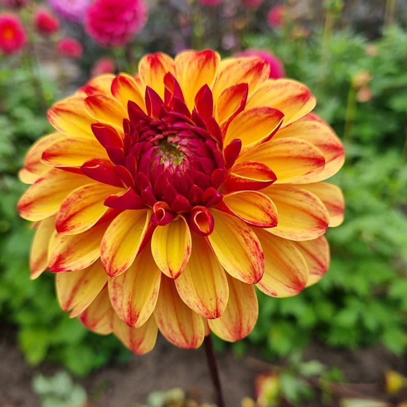 Dahlia Autumn Pumpkin Tubers