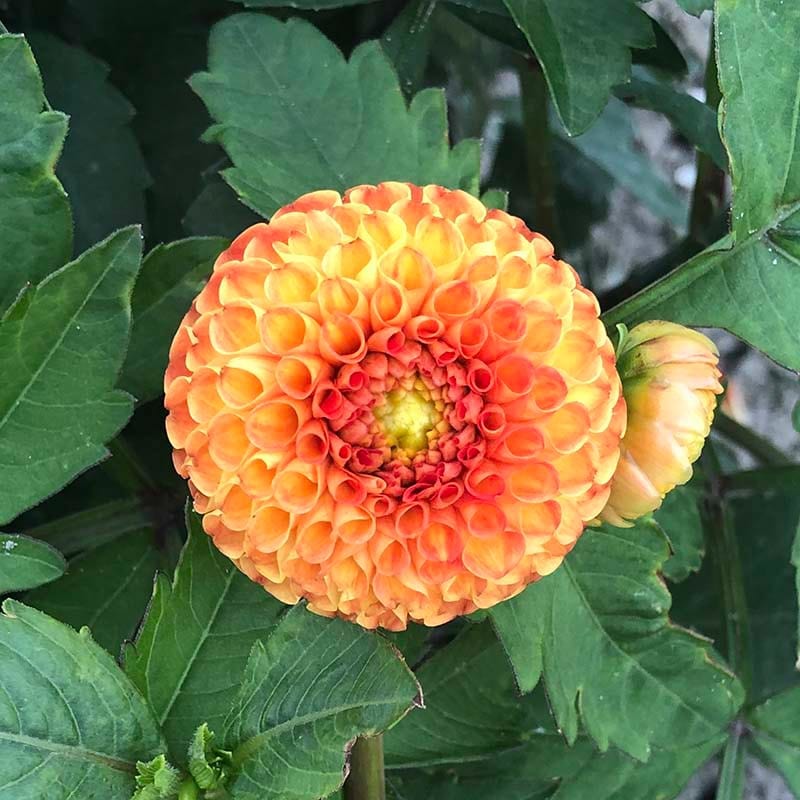 Dahlia Bantling Plant