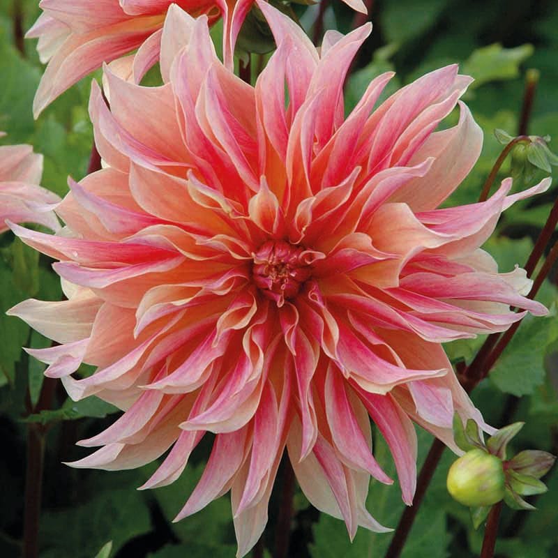 Dahlia Labyrinth Tubers