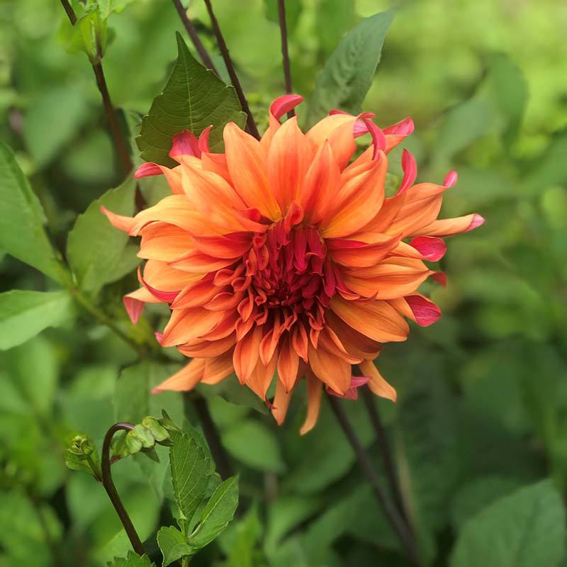 Dahlia Erpeler Ley Plant