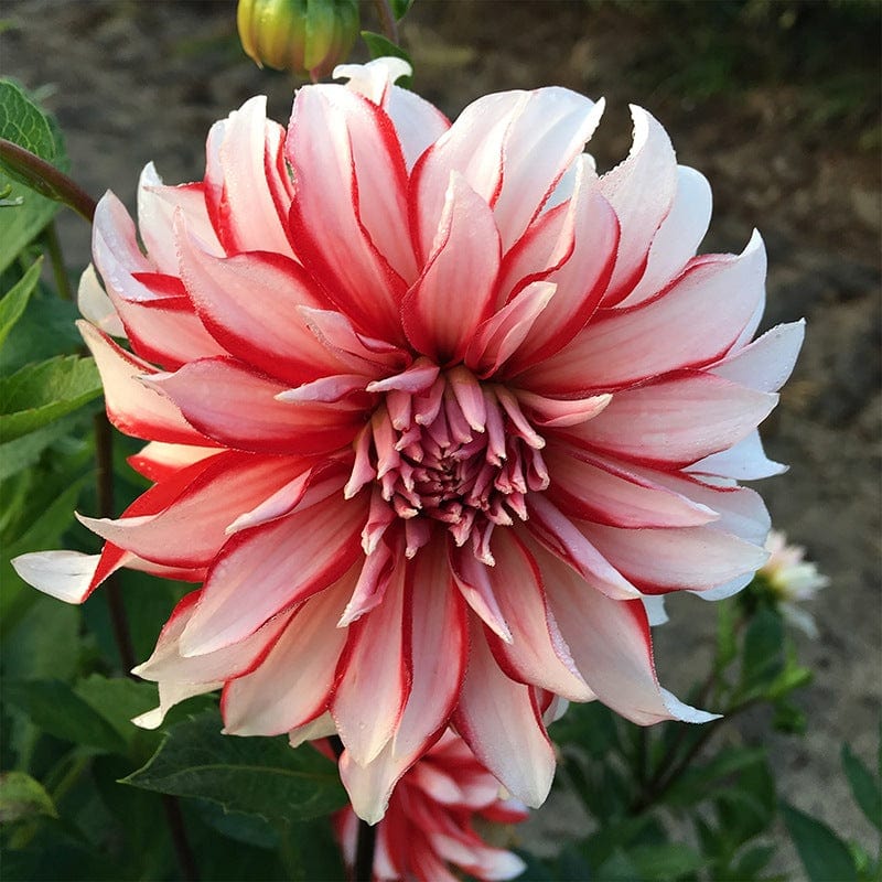 Dahlia Penny Lane Plant