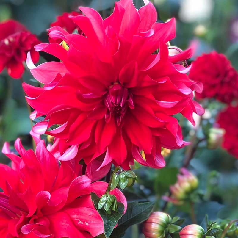 Dahlia Red Labyrinth Plant