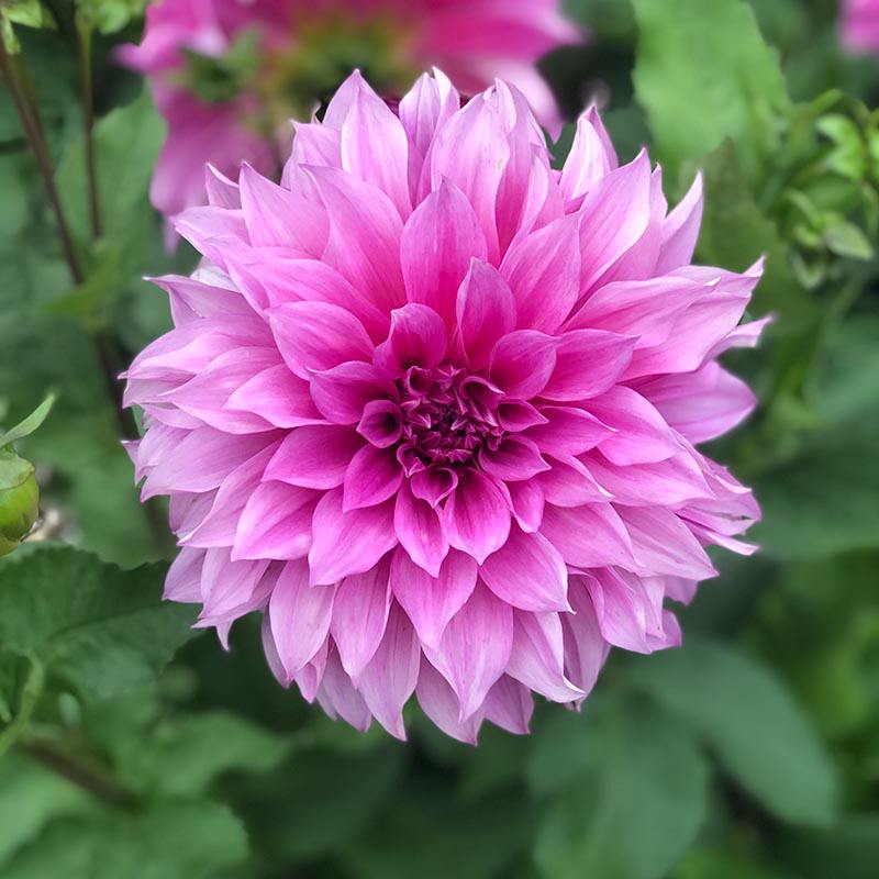 Dahlia Cafe au Lait Rose Plant