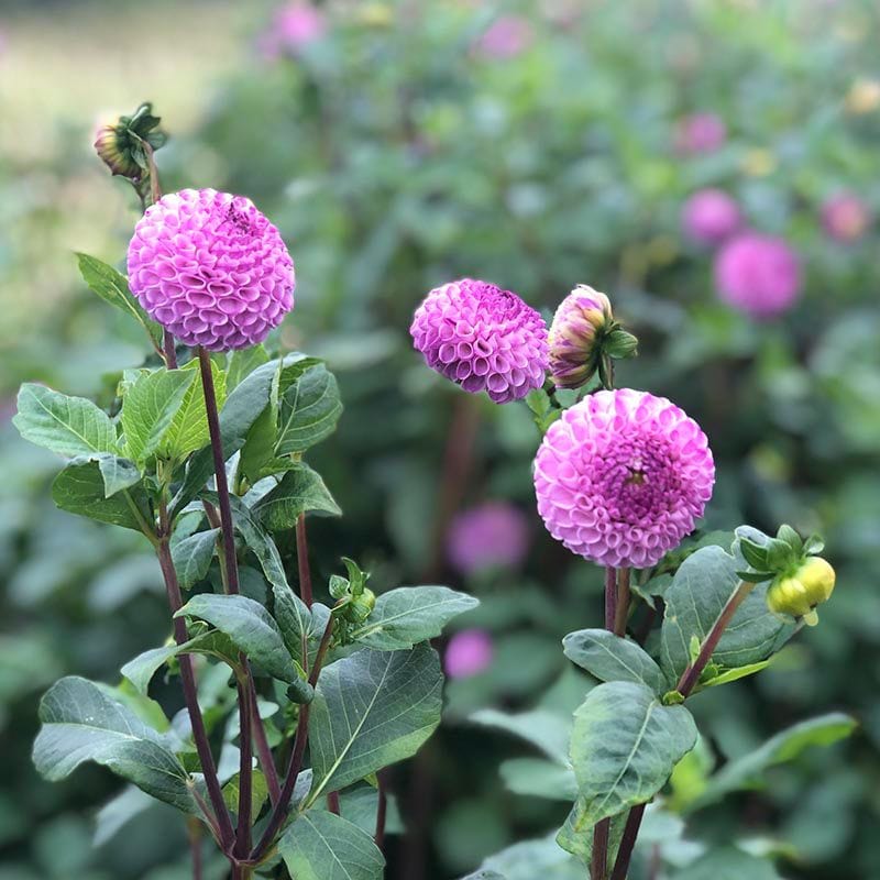 Dahlia Frank Holmes Plant