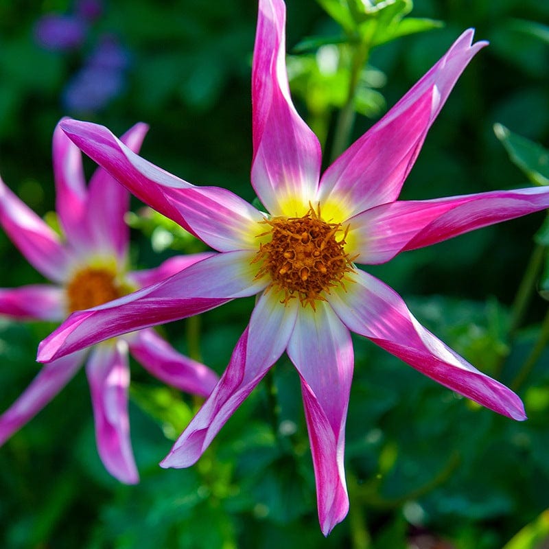 Dahlia Honka Pink Tubers