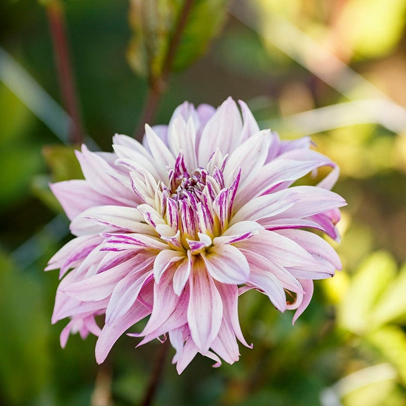 Dahlia Labyrinth Twotone Tubers