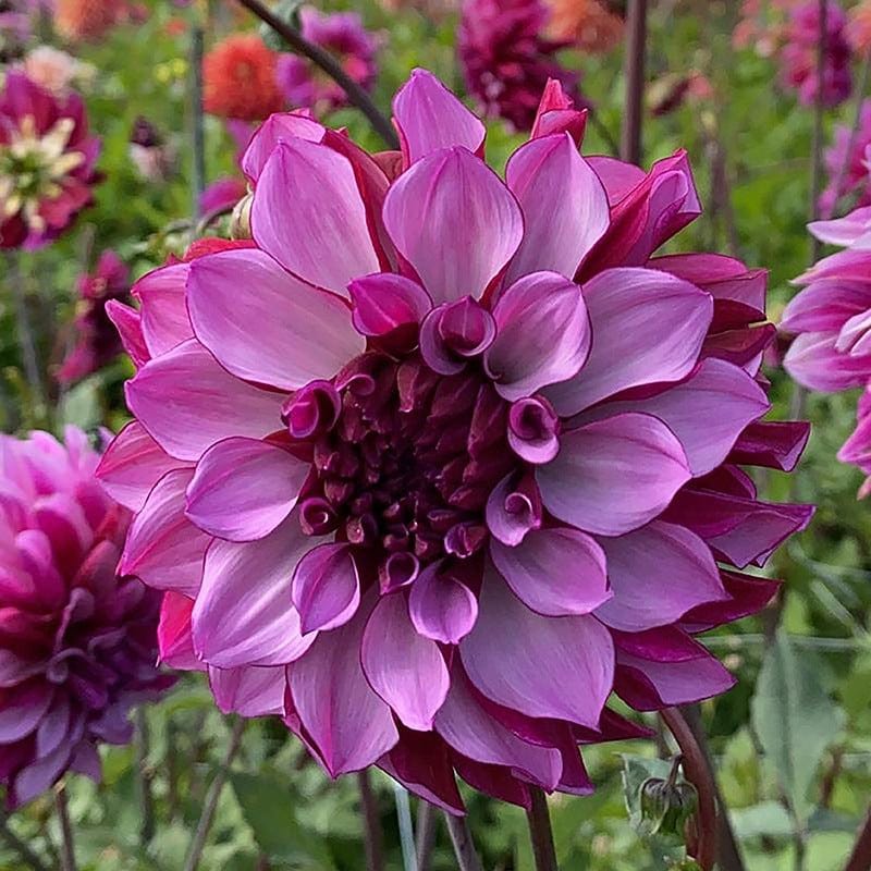 Dahlia Blueberry Classic Plant