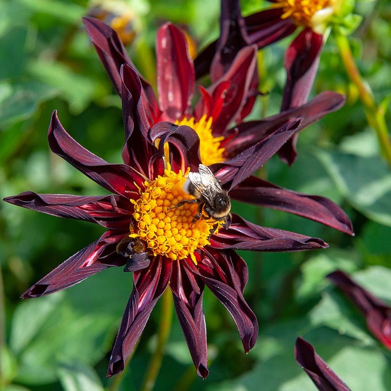 Dahlia Veronne's Obsidian Tubers