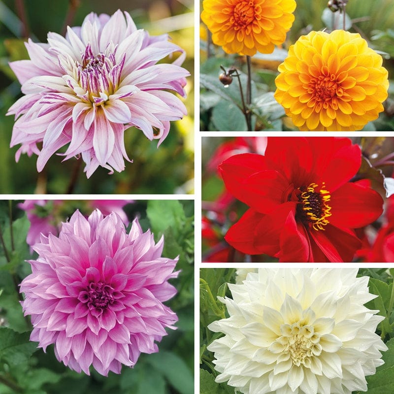 Dahlia Lucky Dip