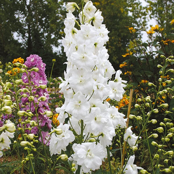 15 Young Plants Delphinium Aurora White YP