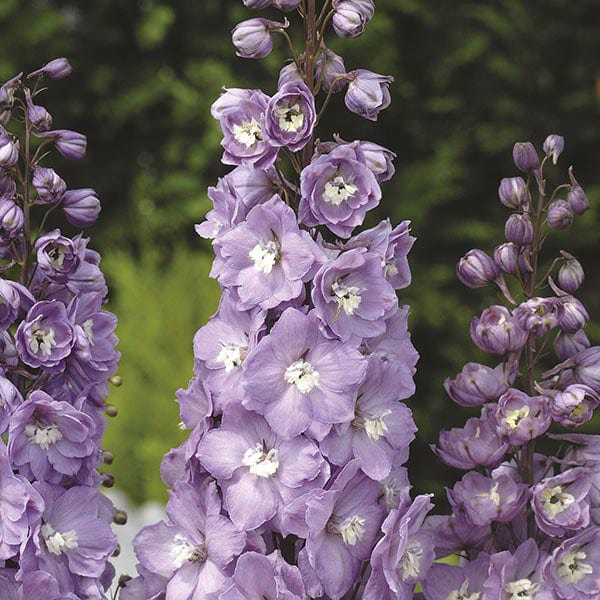 5 Young Plants, 1 of each Delphinium Aurora Collection YP