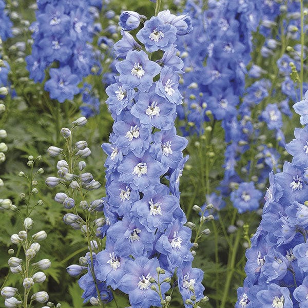 Delphinium Aurora Collection YP