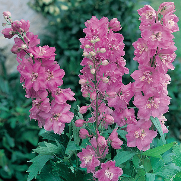 Delphinium Astolat Plants