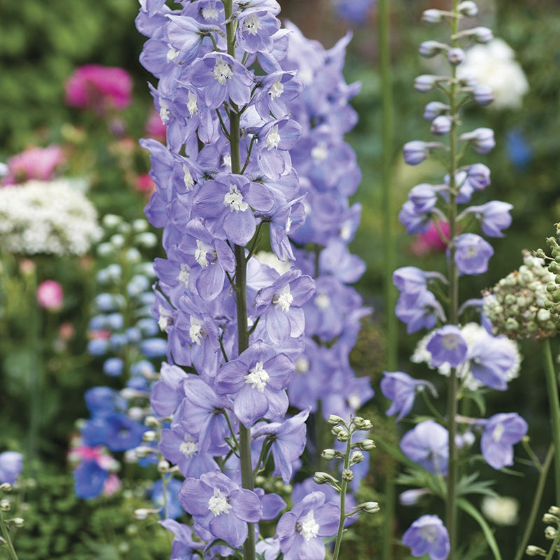 Delphinium Summer Skies Plants