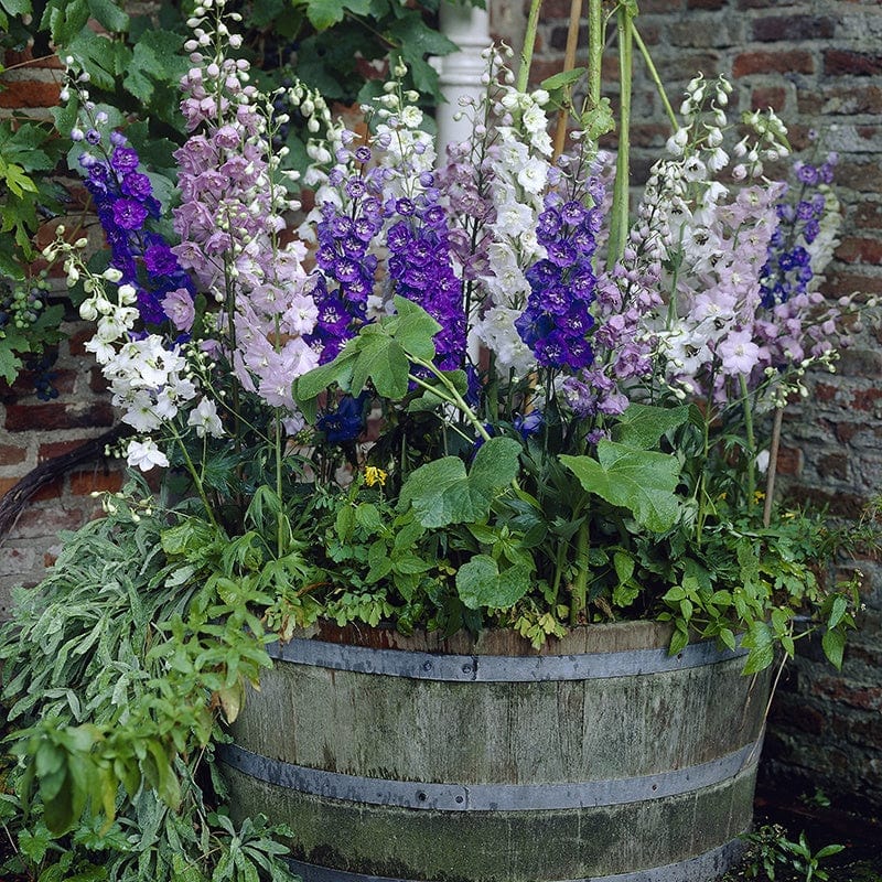 Delphinium Magic Fountains Mixed F1 Flower Plants