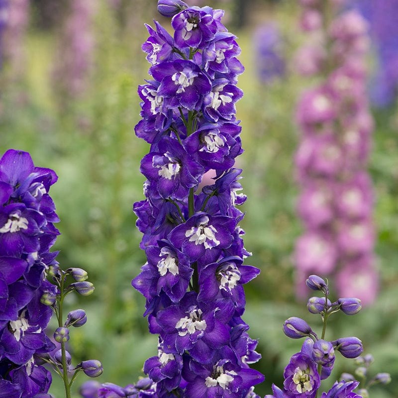 15 Young Plants Delphinium Aurora Deep Purple young plants