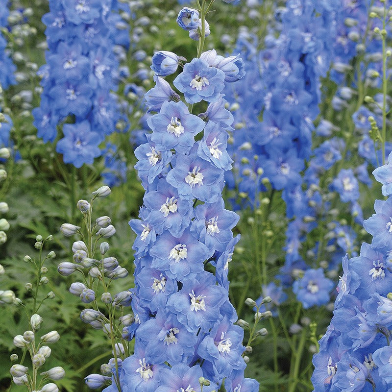 Delphinium Aurora Sky Blue Flower Plants