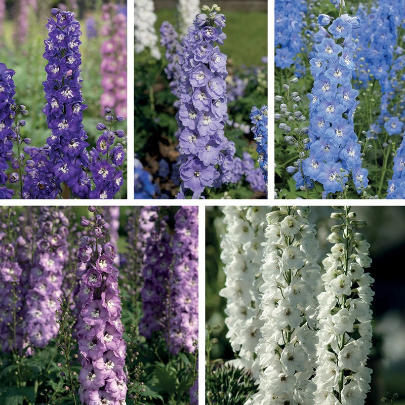 Delphinium Aurora Flower Plants Collection