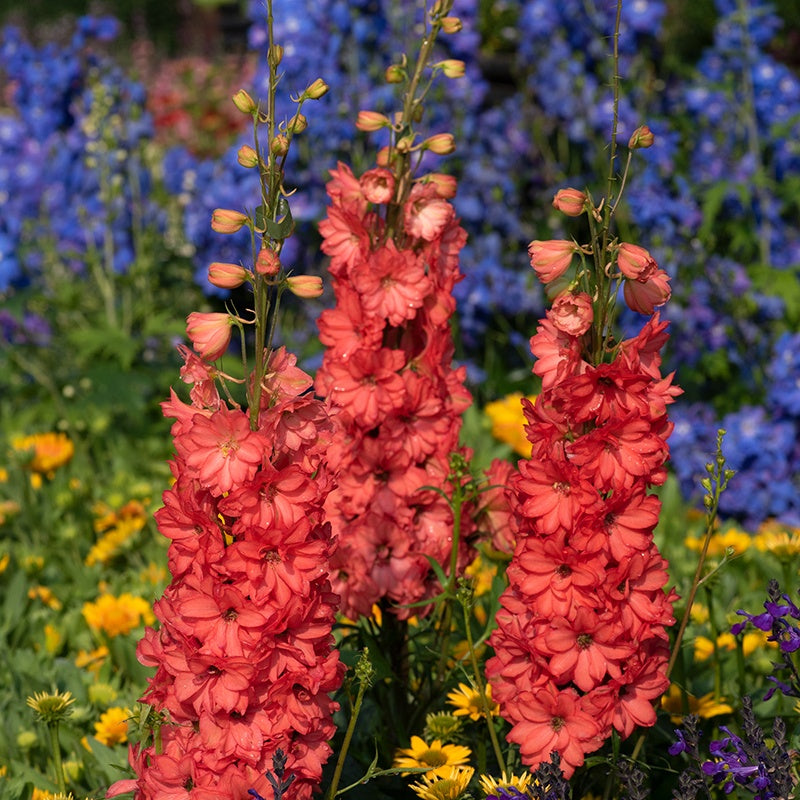 Delphinium Red Lark Flower Plants