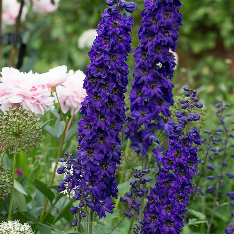 Delphinium Black Knight Flower Plants