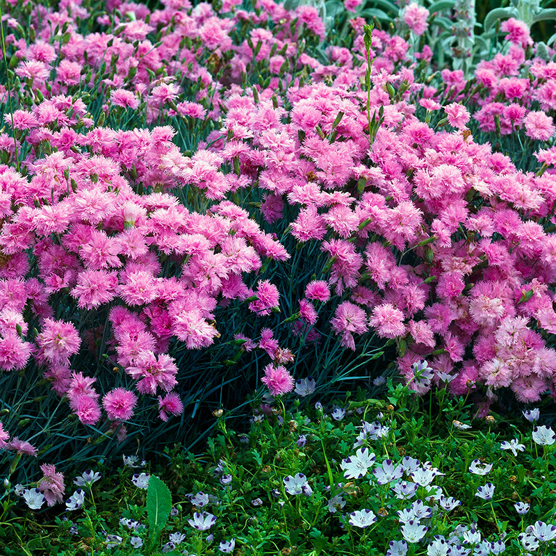 Dianthus plumarius Double Rose Flower Plants