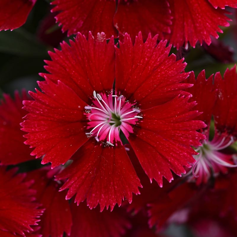 Dianthus Festival Red Deep Flower Plants