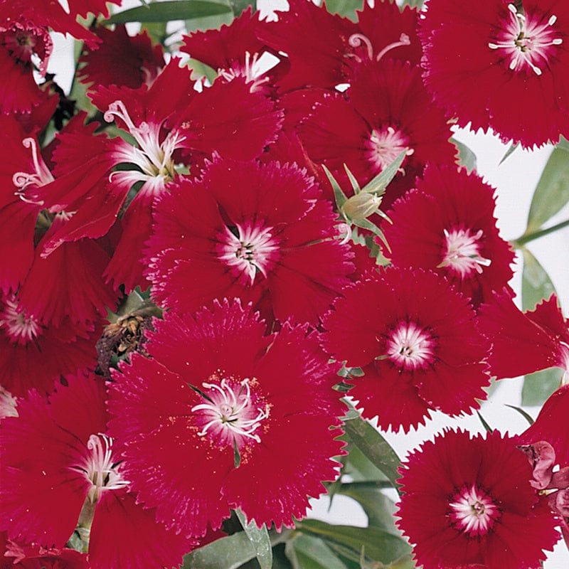 Dianthus Festival Red Deep Flower Plants