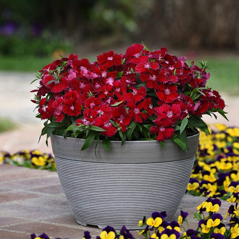 Dianthus Festival Red Deep Flower Plants