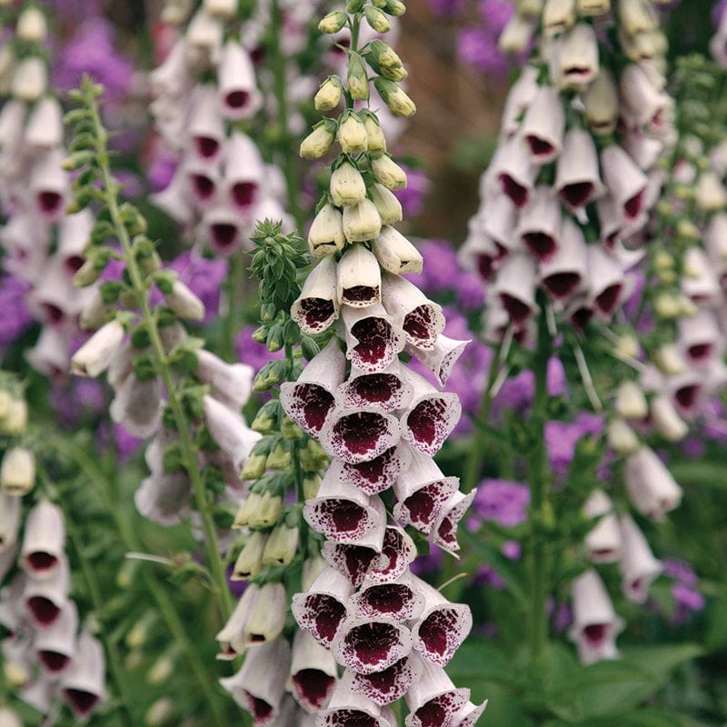 Foxglove Pam's Choice