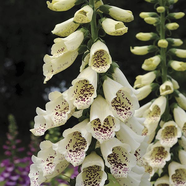 Digitalis Dalmatian Cream Flower Plants
