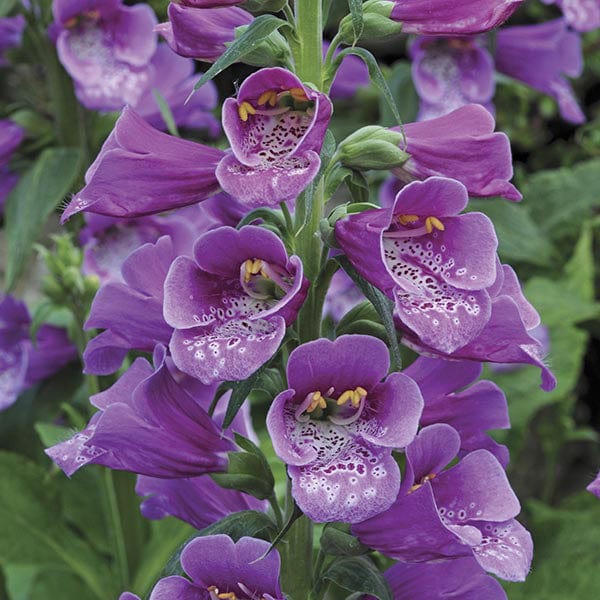 Digitalis Dalmatian Purple Flower Plants