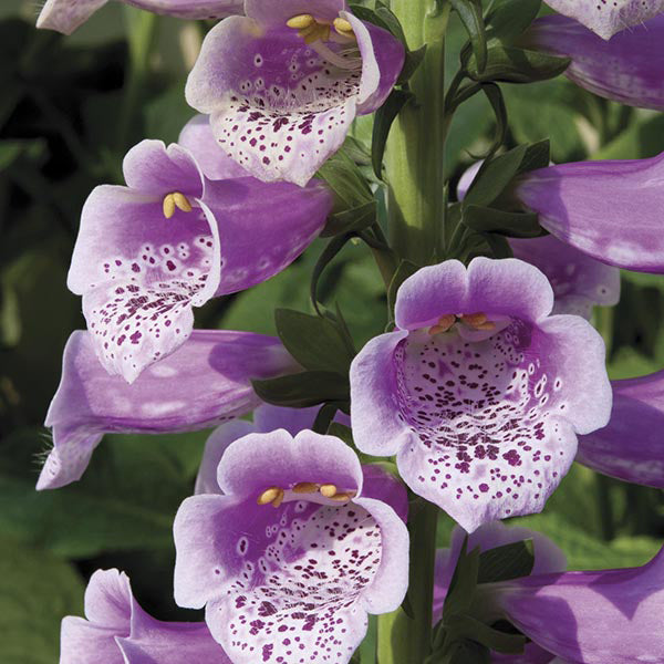 Digitalis Dalmatian Rose Plants