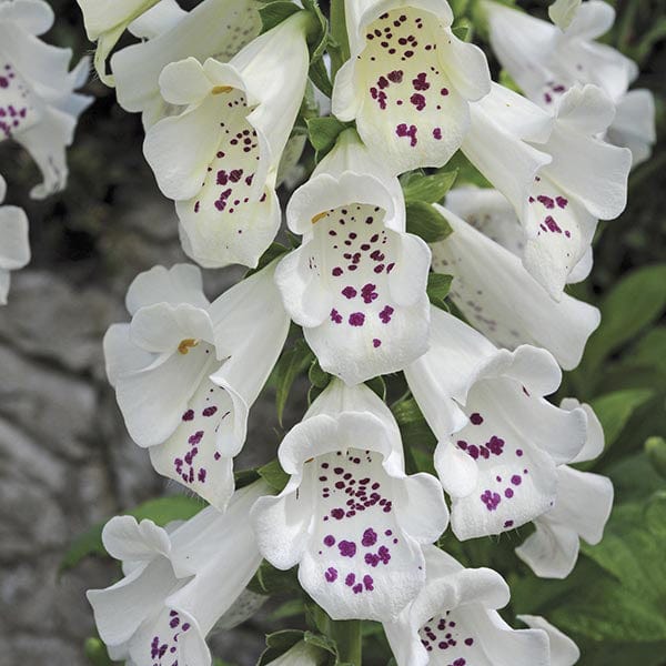 15 Young Plants Digitalis Dalmation White YP